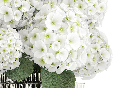Beautiful festive bouquet decoration glass vase white hydrangea 603 3D Model