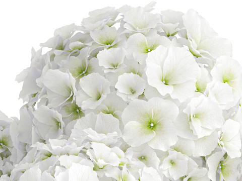 Beautiful festive bouquet decoration glass vase white hydrangea 603 3D Model