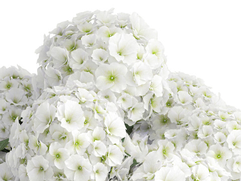 Beautiful festive bouquet decoration glass vase white hydrangea 603 3D Model