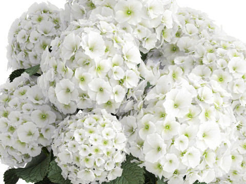 Beautiful festive bouquet decoration glass vase white hydrangea 603 3D Model