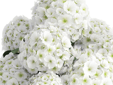 Beautiful festive bouquet decoration glass vase white hydrangea 603 3D Model