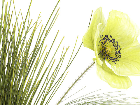 Bouquet Of Green Flowers Poppy And Grass In Glass 603 3D 모델