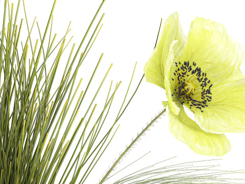 Ramo De Flores Verdes Amapola Y Hierba En Vidrio 603 Modelo 3D