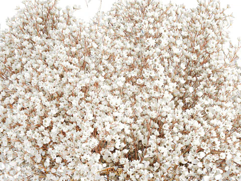 White branches flowers Gypsophila lunnik glass vase 606 3D Model