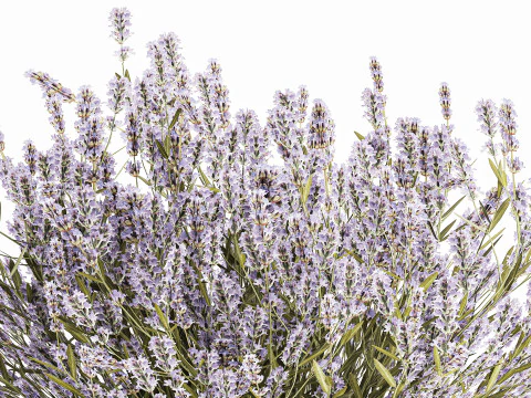 Pequeno Buqu&ecirc; De Flores Silvestres Lavanda Em Vaso 607 Modelo 3D