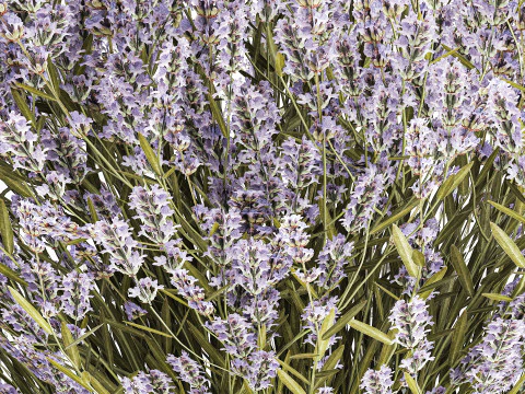 Pequeno Buqu&ecirc; De Flores Silvestres Lavanda Em Vaso 607 Modelo 3D