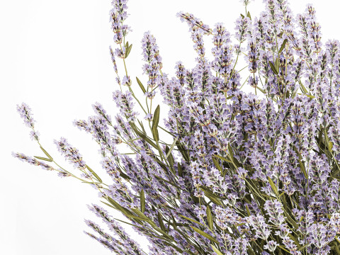 小束野花薰衣草花瓶 607 3D 模型