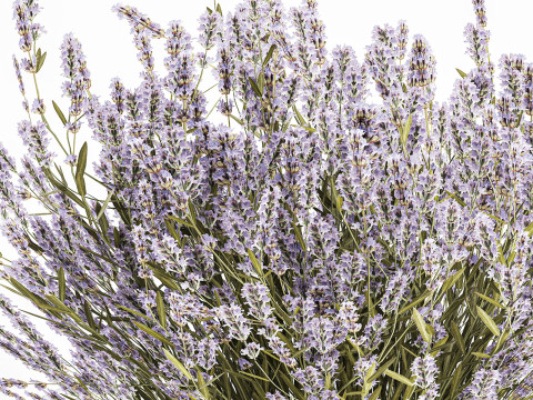 小束野花薰衣草花瓶 607 3D 模型