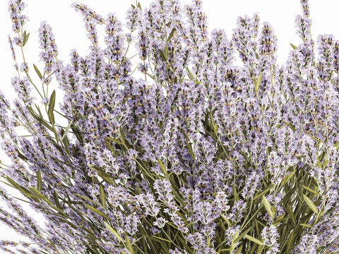 Pequeno Buqu&ecirc; De Flores Silvestres Lavanda Em Vaso 607 Modelo 3D