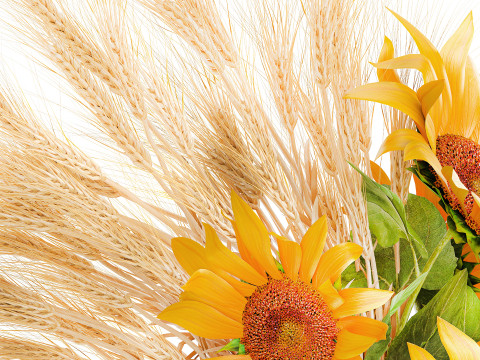 Beautiful bouquet yellow wild flowers wheat ears sunflower 607 3D Model