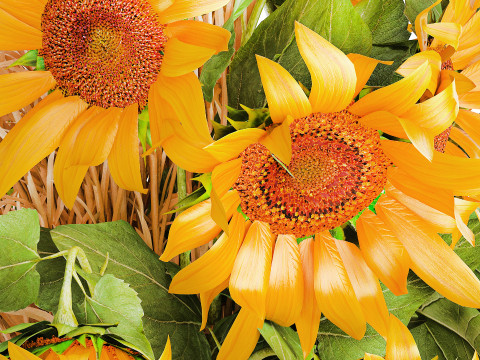 Beautiful bouquet yellow wild flowers wheat ears sunflower 607 3D Model