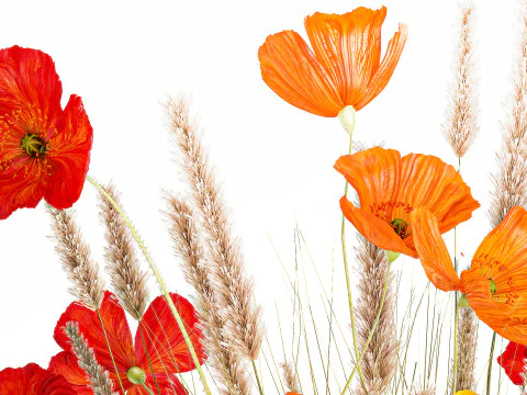 Beautiful Bouquet Red Yellow Wild Flowers Poppy grass vase 3D Model