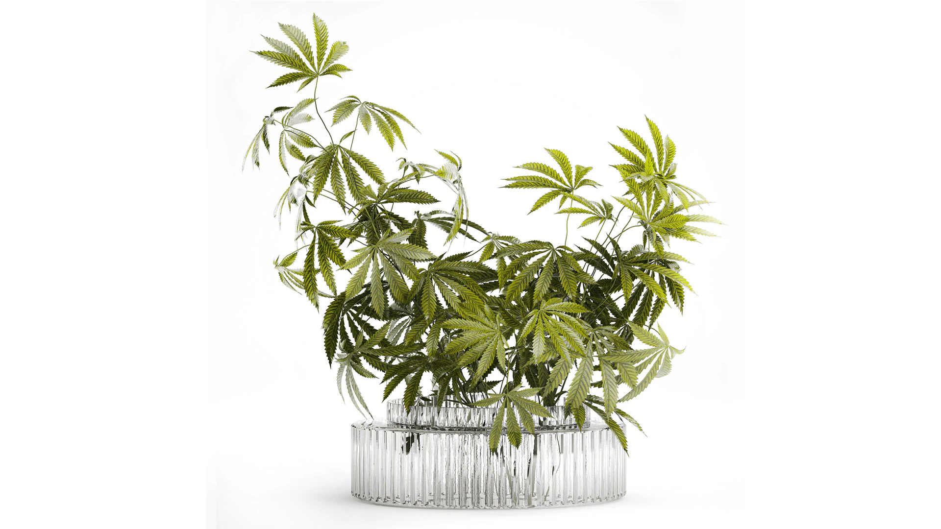 Modern Flower Bouquet Green Branches Cannabis Bush 609 3D Model .c4d .max .obj .3ds .fbx .stl .blend 
