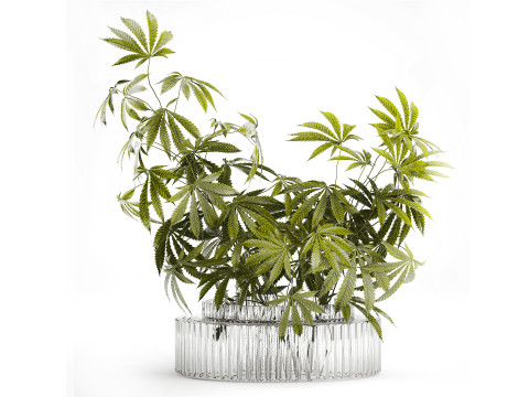 Modern Flower Bouquet Green Branches Cannabis Bush 609 3D Model