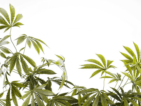 Modern Flower Bouquet Green Branches Cannabis Bush 609 3D Model