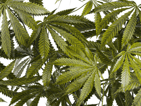 Modern Flower Bouquet Green Branches Cannabis Bush 609 3D Model