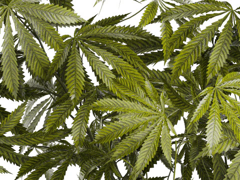 Modern Flower Bouquet Green Branches Cannabis Bush 609 3D Model