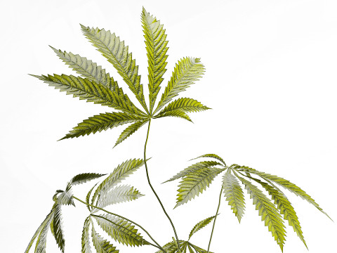 Modern Flower Bouquet Green Branches Cannabis Bush 609 3D Model
