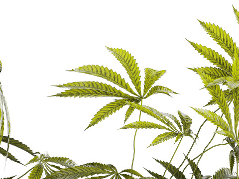 Modern Flower Bouquet Green Branches Cannabis Bush 609 3D Model