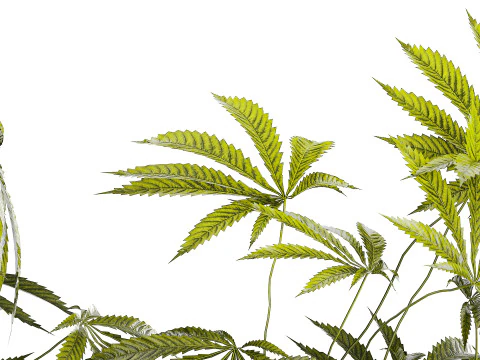 Modern Flower Bouquet Green Branches Cannabis Bush 609 3D Model