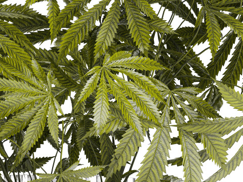 Modern Flower Bouquet Green Branches Cannabis Bush 609 3D Model