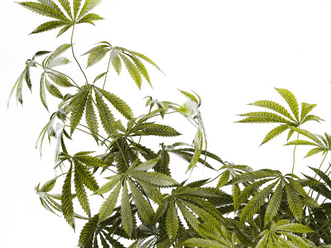 Modern Flower Bouquet Green Branches Cannabis Bush 609 3D Model