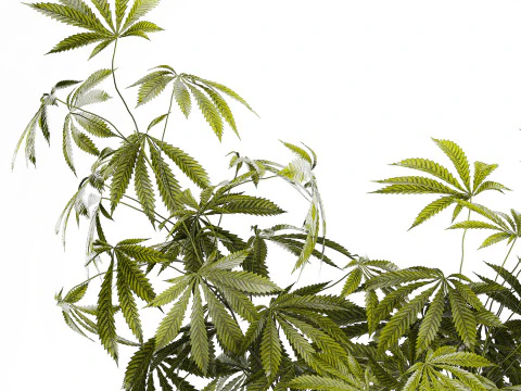 Modern Flower Bouquet Green Branches Cannabis Bush 609 3D Model