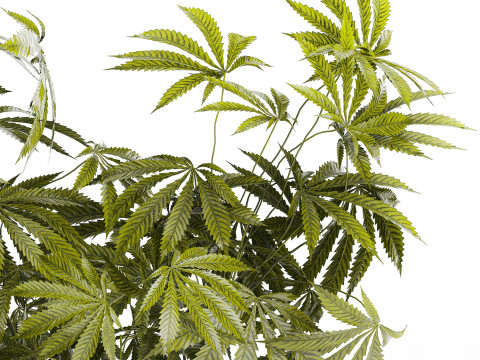 Modern Flower Bouquet Green Branches Cannabis Bush 609 3D Model