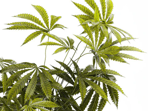 Modern Flower Bouquet Green Branches Cannabis Bush 609 3D Model