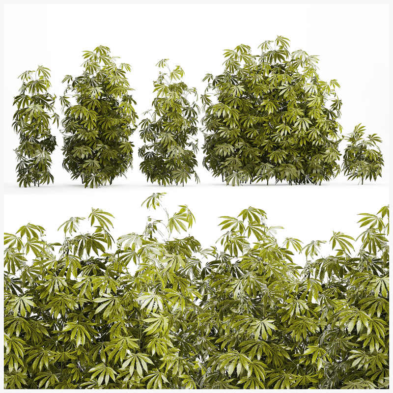Collection bushes Garden Hemp Marijuana Cannabis Set 1488 3D 모델 .c4d .max .obj .3ds .fbx .stl .blend