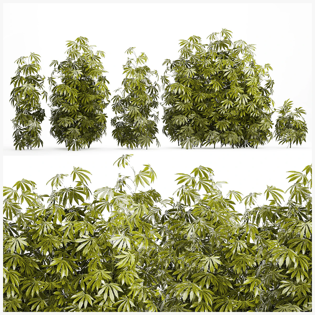 Cespugli da collezione Giardino Canapa Marijuana Cannabis Set 1488 Modello 3D .c4d .max .obj .3ds .fbx .stl .blend
