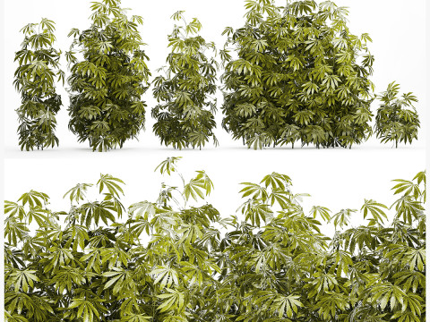 Collection bushes Garden Hemp Marijuana Cannabis Set 1488 3D Model