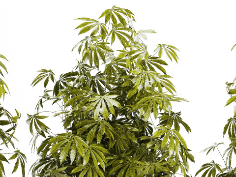 Collection bushes Garden Hemp Marijuana Cannabis Set 1488 3D 모델