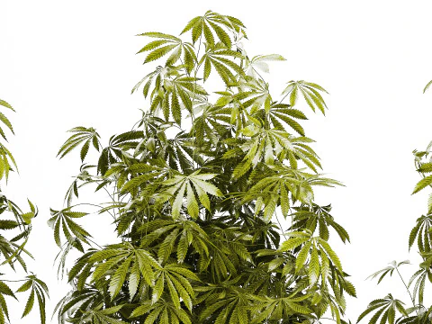 Cespugli da collezione Giardino Canapa Marijuana Cannabis Set 1488 Modello 3D
