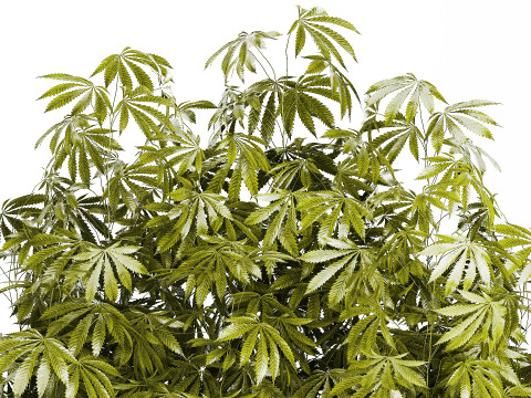 Collection bushes Garden Hemp Marijuana Cannabis Set 1488 3D 모델