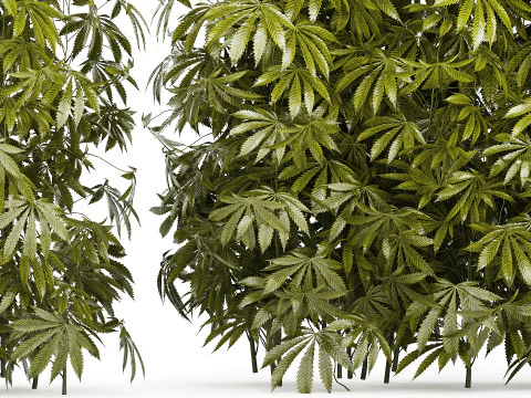 Cespugli da collezione Giardino Canapa Marijuana Cannabis Set 1488 Modello 3D