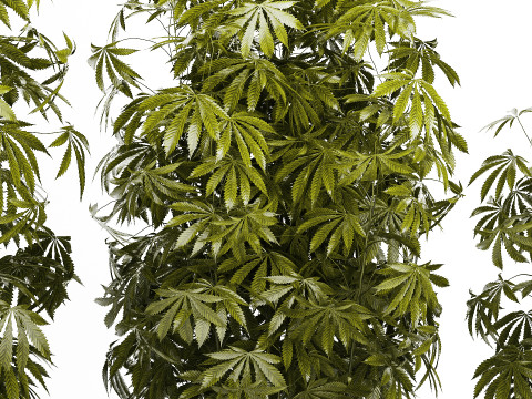 Collection bushes Garden Hemp Marijuana Cannabis Set 1488 3D 모델