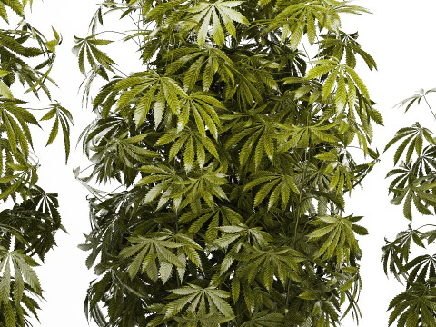 Cespugli da collezione Giardino Canapa Marijuana Cannabis Set 1488 Modello 3D