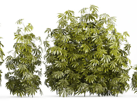 Cespugli da collezione Giardino Canapa Marijuana Cannabis Set 1488 Modello 3D