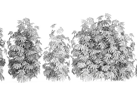 Collection bushes Garden Hemp Marijuana Cannabis Set 1488 3D 모델