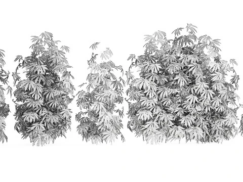 Cespugli da collezione Giardino Canapa Marijuana Cannabis Set 1488 Modello 3D