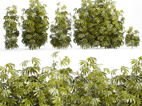 Collection bushes Garden Hemp Marijuana Cannabis Set 1488 3D 모델