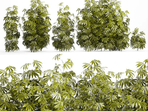 Cespugli da collezione Giardino Canapa Marijuana Cannabis Set 1488 Modello 3D