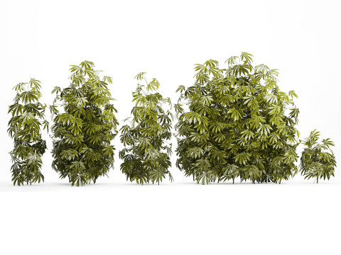 Collection bushes Garden Hemp Marijuana Cannabis Set 1488 3D 모델