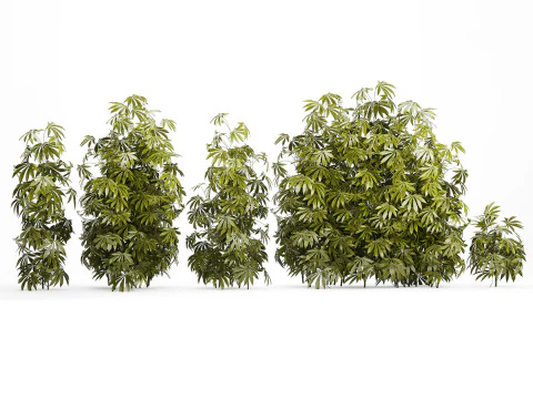 Cespugli da collezione Giardino Canapa Marijuana Cannabis Set 1488 Modello 3D