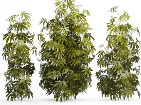 Collection bushes Garden Hemp Marijuana Cannabis Set 1488 3D 모델
