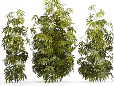 Cespugli da collezione Giardino Canapa Marijuana Cannabis Set 1488 Modello 3D