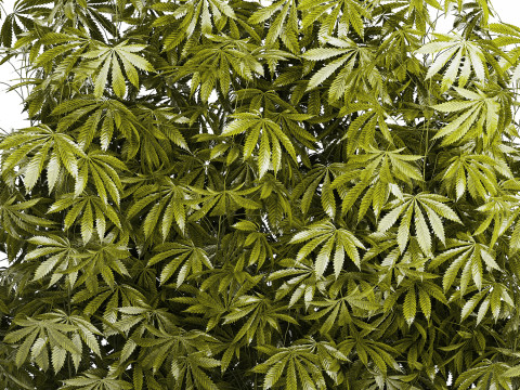 Collection bushes Garden Hemp Marijuana Cannabis Set 1488 3D 모델