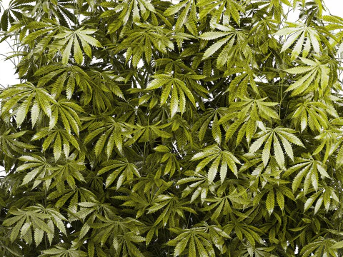 Cespugli da collezione Giardino Canapa Marijuana Cannabis Set 1488 Modello 3D