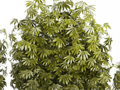 Collection bushes Garden Hemp Marijuana Cannabis Set 1488 3D 모델